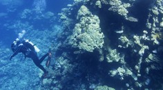 Zázrak na dně oceánu. Vědci tam našli organismy, které mohou zachránit lidstvo