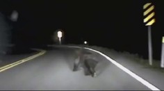 POLICISTA SRAZIL MEDVĚDA! Má naražený zadek! VIDEO