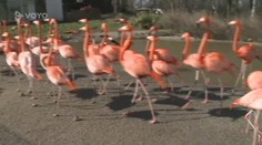 V krachující ZOO v Táboře čeká 400 zvířat na majitele!