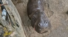 Zoologické zahrady trápí vedra. Do stínu se schovávají zvířata i návštěvníci