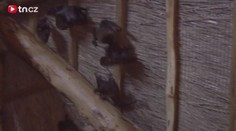 VIDEO: Vzácní kaloni vyvedli v zoo mladé. O jejich osudu rozhodnou na druhém konci světa