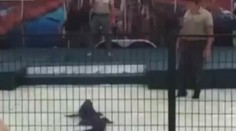 Tohle nevyšlo: Ruka cvičitele skončila v tlamě aligátora