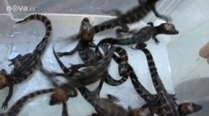 Deset kajmanů se narodilo v královédvorské zoo