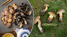 Test sušených hub: Téměř všechny obsahovaly těžké kovy a pesticidy