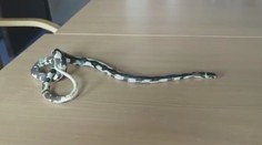 Noční můra pro každého, kdo se bojí hadů. Žena na plaza narazila v koupelně
