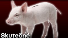 NECHUTNÁ kasička: skutečné vypreparované prase