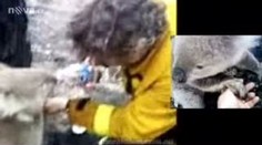 Koala zachráněná při požárech v Austrálii zemřela