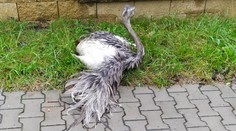 Neobvyklá nehoda na Chrudimsku. Auto srazilo pštrosa