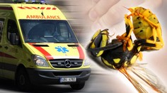 TRAGÉDIE: Ženu v Brně bodl hmyz! PAK ZEMŘELA PŘED OČIMA DCERKY!