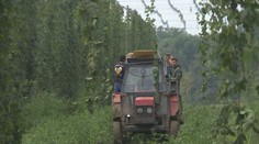 České pivo v ohrožení. Letní vedra nesvědčila pěstování chmelu