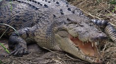 Agresivní krokodýli útočili na lidi! Zoo Zlín zrušila chov