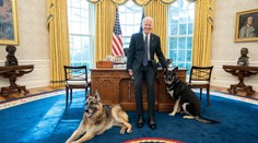 Bidenovi ovčáci pokousali člena ochranky! Museli pryč z Bílého domu