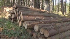Vandal způsobil v lese obrovské škody. Nařezal desítky stoletých stromů