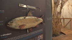 Vodní dům u Želivky nabízí bohatou expozici. Vodu tu můžete slyšet i ochutnat