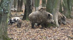 Pseudovzteklina se objevila i mezi divočáky na Vyškovsku