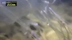 Dívka přežila žahnutí nejjedovatější medúzy na světě