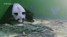 ZOO v Číně zažívá zázrak! Pandí trojčata se mají čile k světu