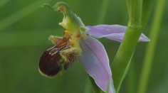 Senzace v Česku. Začíná se tady dařit divoce rostoucím orchidejím