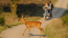 Cyklistu vystrašila srna. Skočila mu do náručí, zraněný skončil v nemocnici