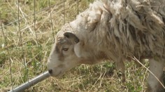 Útok vlků na Karlovarsku. Vtrhli na biofarmu ke stádu ovcí