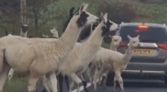 VIDEO: Uprchlé stádo lam zablokovalo silnici. Řidiči se je snažili odchytit