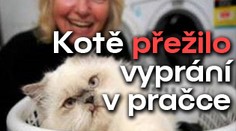 Kotě přežilo vyprání v pračce