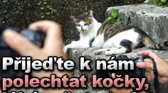 Přijeďte k nám polechtat kočky, láká město turisty