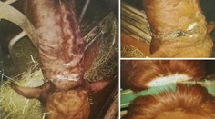 Horor na farmě. Zvířata měla řetězy zarostlé do krku
