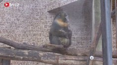 VIDEO: Ústecká zoo slaví nový přírůstek - barevnou opici