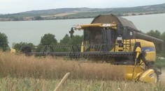 Úroda obilí i řepky bude letos slabší. Žně komplikuje zejména počasí