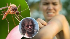 Některým lidem se komáři vyhýbají obloukem. Rozhodující je náš pach