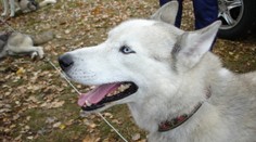 Ztratil se hasky Siwashe