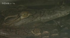 Což takhle dát si krokodýla? Babišovi se přemnožili, tak prosadil jejich chov na maso