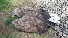 Na Toužimsku zřejmě někdo otrávil orla mořského. Zahynulo i mládě v hnízdě