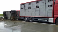 Na Vyškovsku havaroval kamion s 200 prasaty. Nehoda omezila provoz