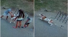 Děti štípaly psa, až jedno kousl. Příbuzní zbili majitelku, dál jí hrozí!