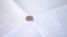 Teplé počasí hraje do karet klíšťatům. Chraňte své mazlíčky, varují veterináři