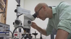 Konec štípancům od komárů. Vědci vynalezli nový typ přírodního repelentu