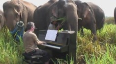 Dojemné video: Pianista hraje slepým slonům