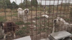 Na ranči objevili zbídačené psy a koně. "Válela se tu hlava i kopyta," tvrdí místní