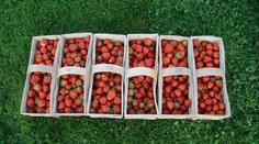 PŘEHLED: Na jahodách přímo od farmáře ušetříte! Mnohdy dokonce nezdražovali