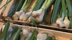 Stejné zboží, různá cena. Řada obchodů nabízí zeleninu druhé jakosti, je levnější