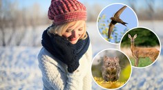 Předpověď na zimu podle přírody: Rorýsi odletěli dříve, myši jsou v útlumu