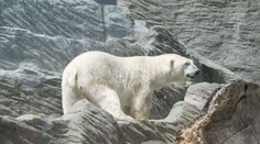 Vedra pokračují. Jak je zvládají zvířata v zoo?