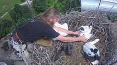 Bouře narušila čapí hnízdo! Lidé sledovali boj o přežití mláďat