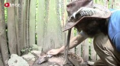 VIDEO: Ochočení jeleni poprvé přivedli na svět mladé