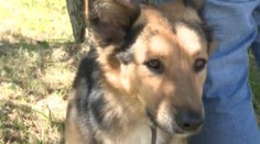 Pejskovi během nehody zemřela celá rodina. V útulku teď kňučí steskem