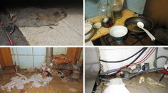 TADY JÍME! Plíseň, myši a špína, to objevili inspektoři v hospodách