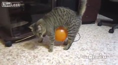 VIDEO: Jak potrápit kocoura balónkem
