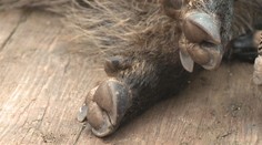 Českem se šíří nákaza divokých prasat. V ohrožení jsou zejména domácí mazlíčci